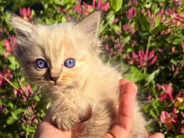 Fluffssons