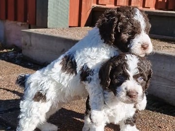 Kennel Bellamigo