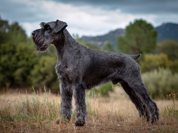 Giant Schnauzer