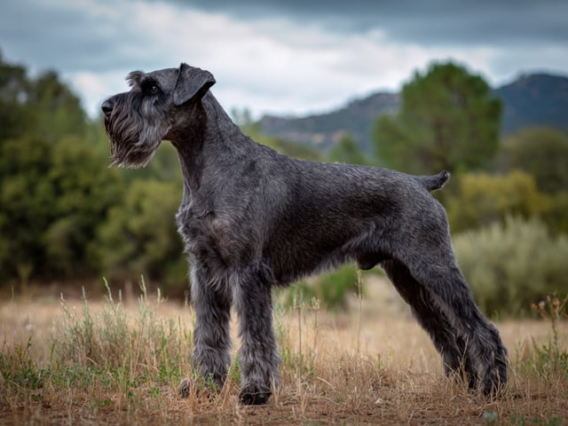 Riesenschnauzer