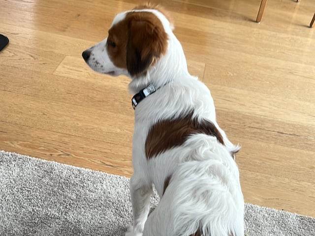Nederlandsk kooikerhond