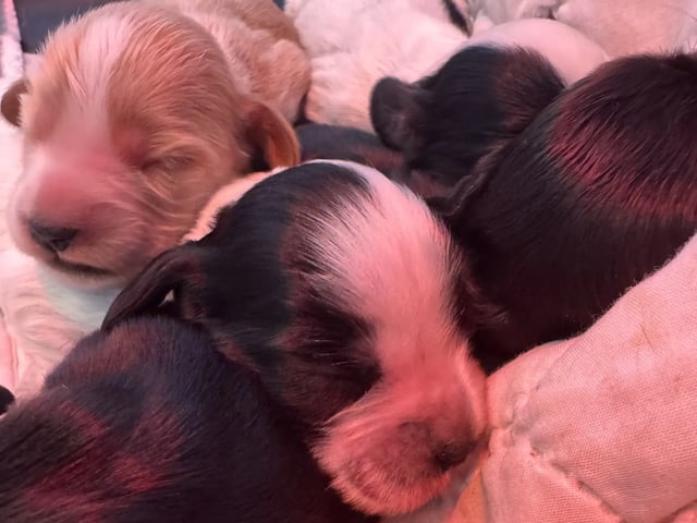 Cocker Spaniel · Ramnes · Hege Merethe Bendiksen
