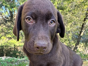 Labrador retriever · Rissa · Graciov A.