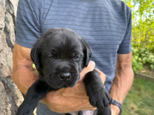 Labrador retriever · Huddinge · Apitas Hundar
