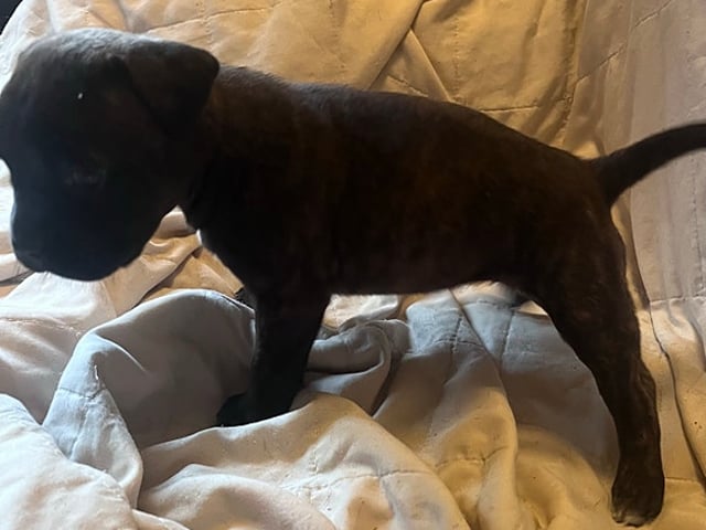 Hundvalp