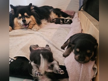 Finsk lapphund - Angel´s Share