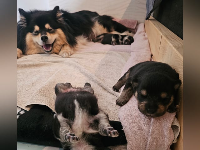 Finsk lapphund