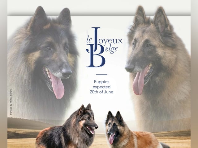 Belgisk hyrdehund – Tervueren