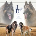Belgisk fårehund, tervueren