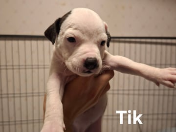 Tik 1