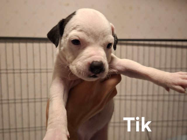 Hvalp: Tik 1