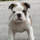 Engelsk bulldog