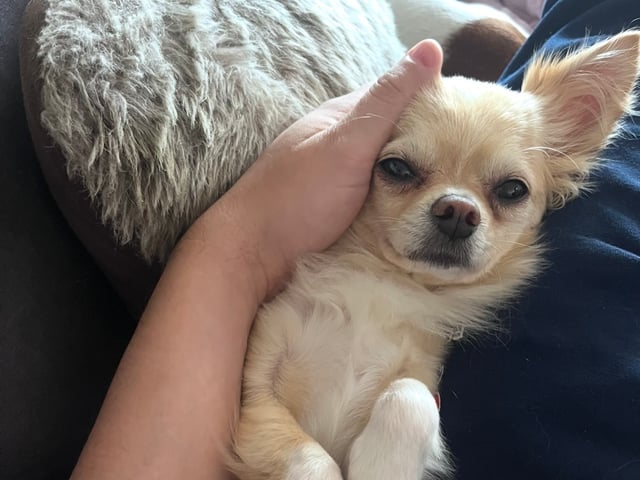 Chihuahua
