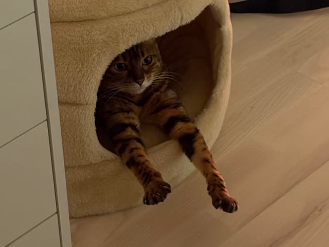 Bengal