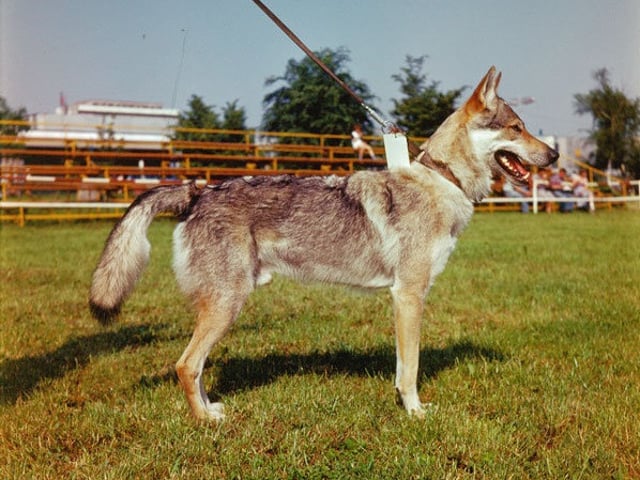 Tjekkoslovakisk ulvehund