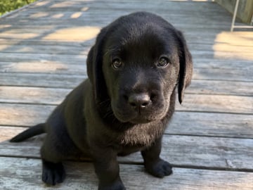 Kennel Eyegrip’s