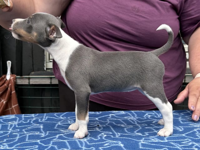 American Hairless Terrier