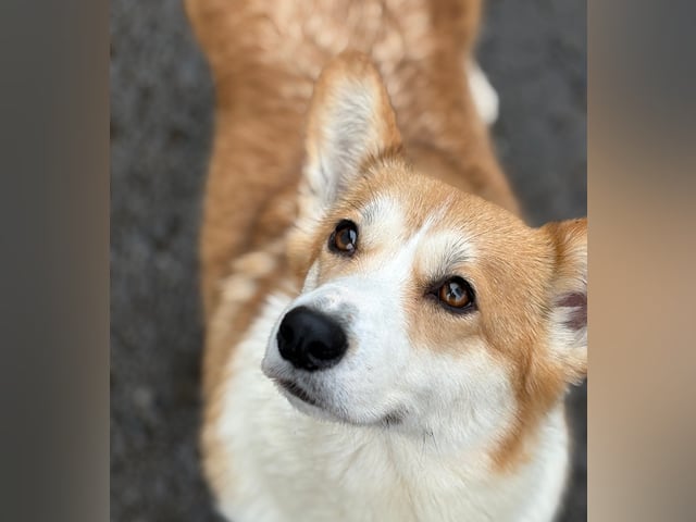 Welsh corgi pembroke