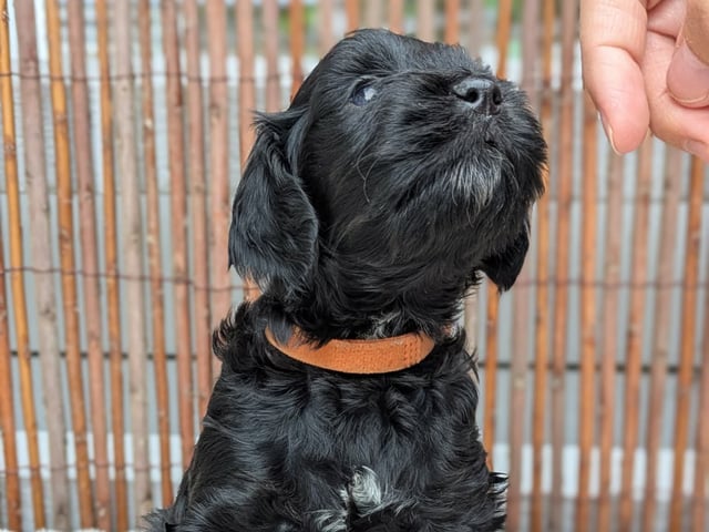 Cockerpoo