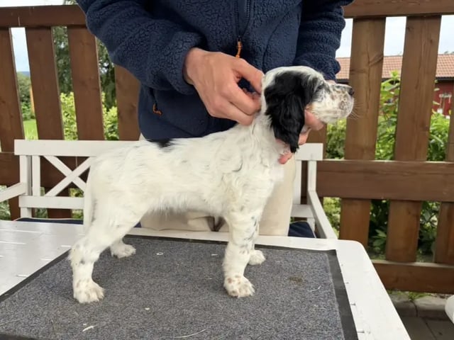 Engelsk setter