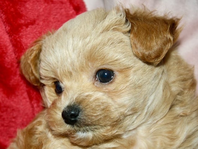 Puppy: Olle