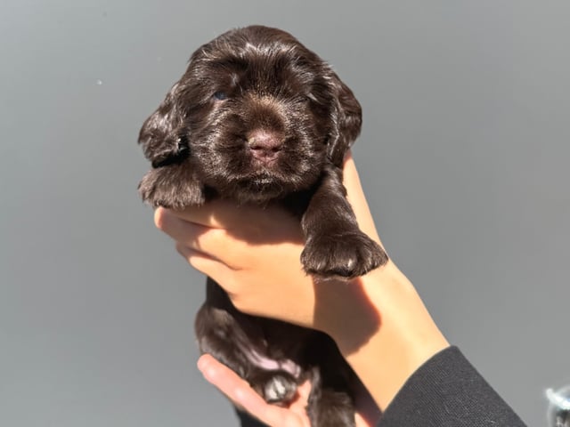 Cocker spaniel