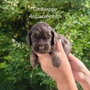 Cockerpoo