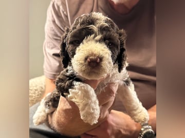 Goldies Prima