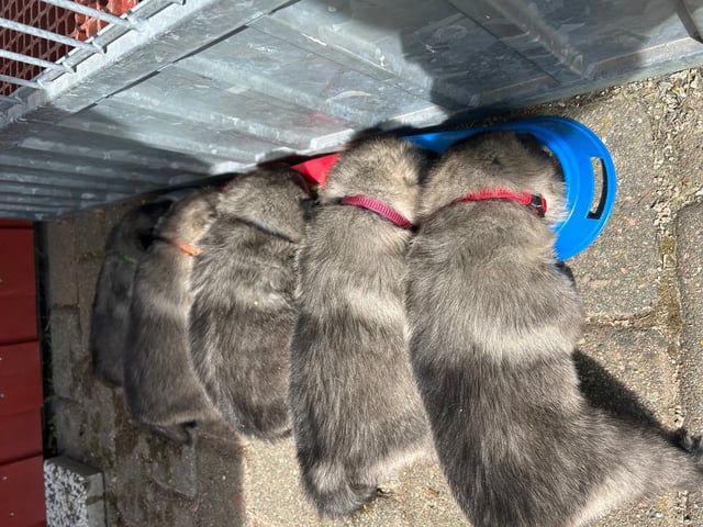 Norwegian Elkhound (Grey)