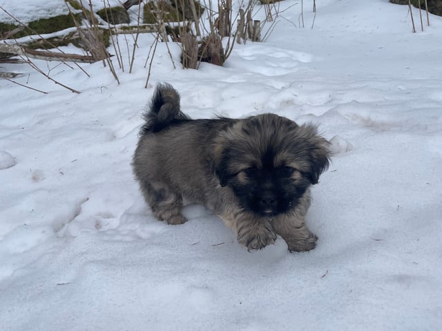 Lhasa apso