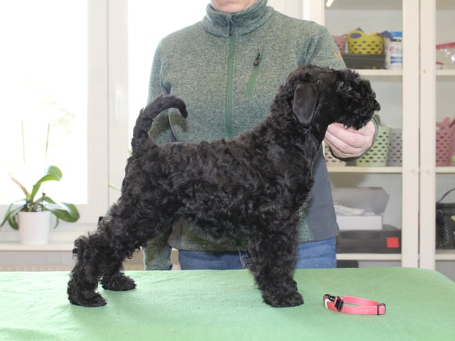 Kerry blue terrier