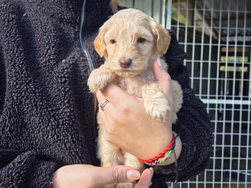 Australian labradoodle · Växjö · Bokgläntan's