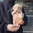 Australian labradoodle