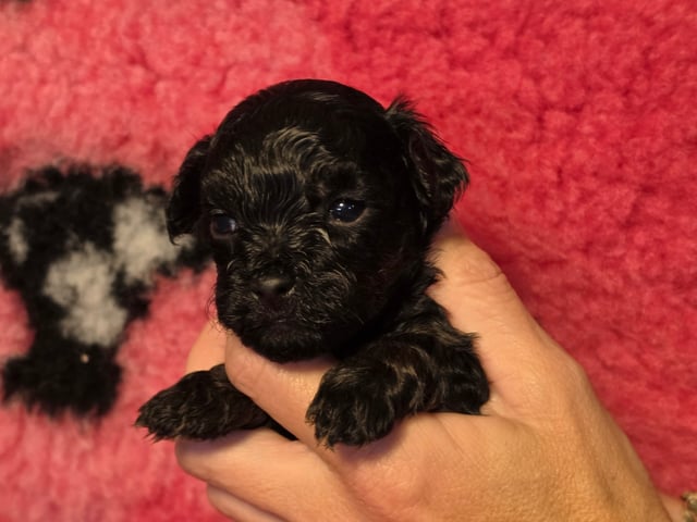 Puppy: Tik 3