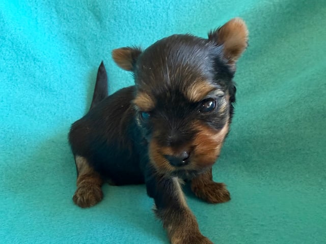 Yorkshire terrier