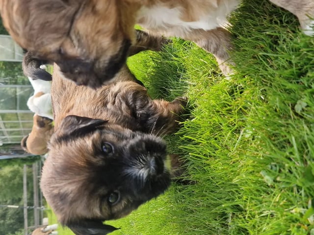 Tibetansk terrier · Halden · Lena Mari Fjeld