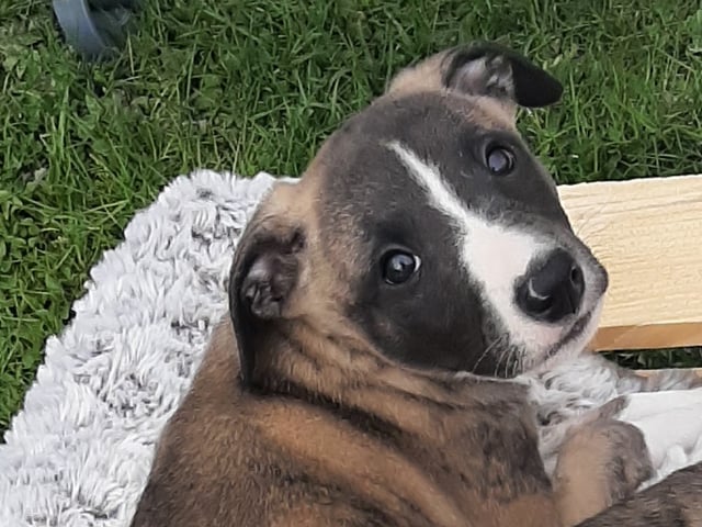 Whippet