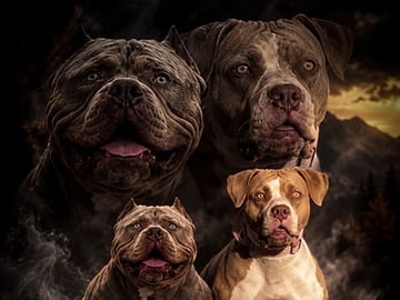 American bully · Lidköping · Angelina R.