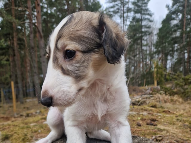 Borzoi