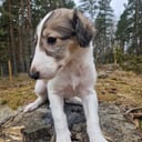 Borzoi