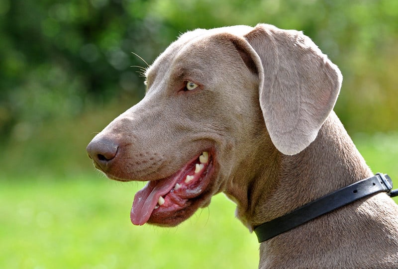 Weimaraner
