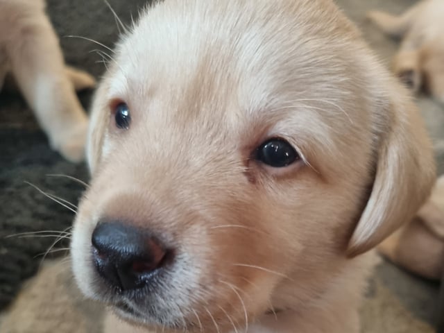 Labrador retriever
