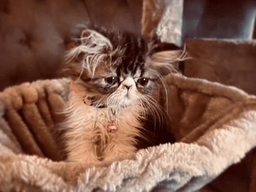Crazy catlady