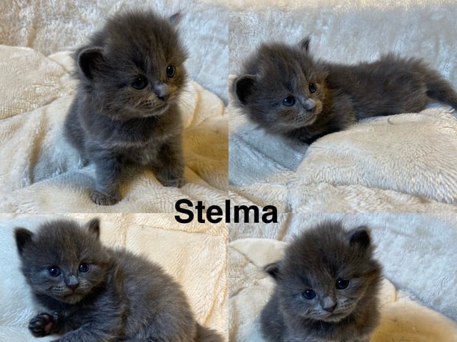 kitten: Stelma