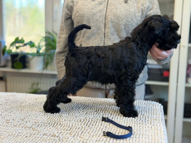 Kerry blue terrier