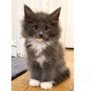 Norsk skogkatt