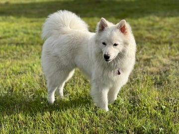 German Spitz – jättestor
