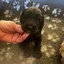 Australian Labradoodle