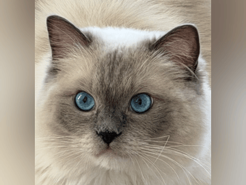 Ragdoll · Limhamn · Rositza A.