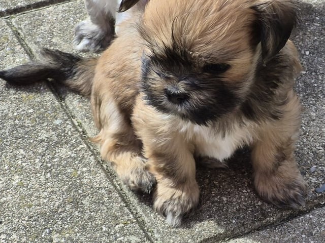 Lhasa apso